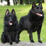 вид собак породы шипперке