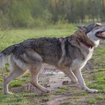 Влчак чехословацкий