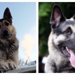 внешний облик восточно-европейской овчарки