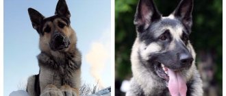 внешний облик восточно-европейской овчарки