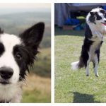 внешний вид бордер колли