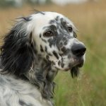 Внешность английского сеттера