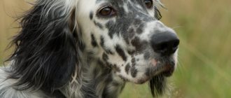 Внешность английского сеттера