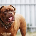 Внешность бордоского дога