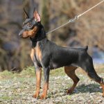 Внешность цвергпинчера