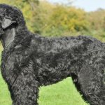 Внешность русского черного терьера