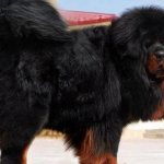 Внешность тибетского мастифа