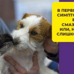 Во сколько лет у собак начинается течка: как заметить первые признаки