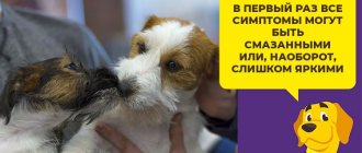 Во сколько лет у собак начинается течка: как заметить первые признаки