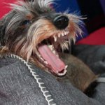 Во время течки у йорка может проявляться агрессия