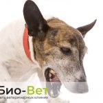 Kennel cough in dogs