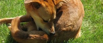Воспаление анальных желез у собак фото