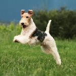 воспитание фокстерьера