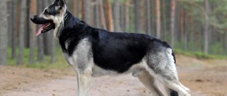 Восточно-европейская овчарка - описание породы, плюсы и минусы.