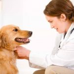 Врач смотрит на собаку