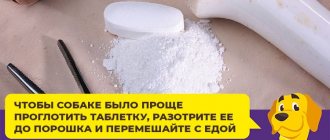 Все, что нужно знать о препарате Кетофен заводчикам собак