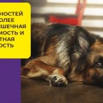 Все, что важно знать о кормлении немецкой овчарки