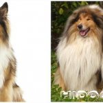 Все о Длинношерстных Колли: уход, особенности характера, как правильно ухаживать за шерстью и кормить.