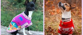Вязаные свитера для маленьких собак