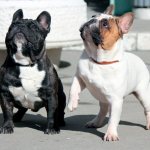 Вязка французских бульдогов