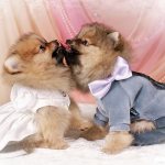 Вязка померанцев.