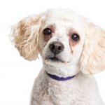 Выделения из глаз у собаки