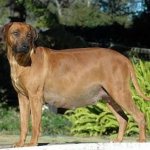 Выделяется жидкость у беременной собаки