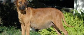 Pregnant dog leaking fluid