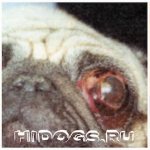 Выпадение глаз у мопса: что нужно знать и как помочь собаке