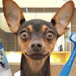 Выпадение и смена молочных зубов у той терьера