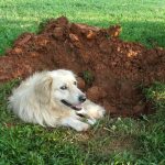 Вырытая псом яма