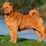 Взрослый шарпей