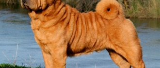 Взрослый шарпей