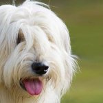 южнорусская овчарка фото крупным планом