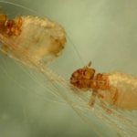 During their short life, lice manage to cause significant damage to a dog’s health.