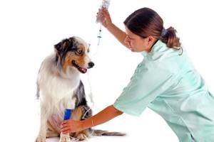 Заболевание поджелудочной железы у собак - Панкреатит