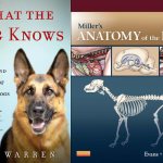 Заболевания и рекомендации для немецкой овчарки