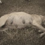 заболевания половой системы собак, болезни половых органов у собак, половые болезни собак, заболевания половых органов у собак