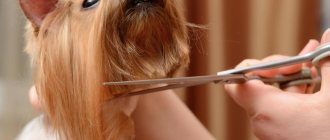 Why trim your Yorkie's face?