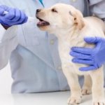 putting it in the puppy&#39;s mouth