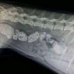 Запор у собаки