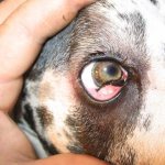 заворот века у собаки