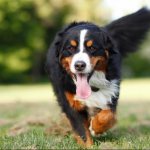 зенненхунд фото