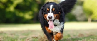 зенненхунд фото