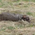 Жесткошерстная такса - сильный и выносливый охотник