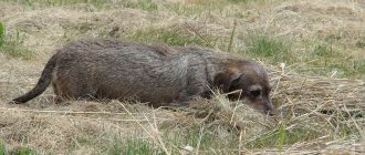 The wire-haired dachshund is a strong and resilient hunter