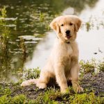 Золотистый ретривер