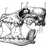 Зубы немецкой овчарки - прикус